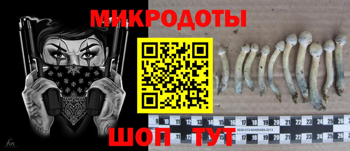 Выборг  Галлюциногенные грибы Psilocybine cubensis  Вход с VPN 